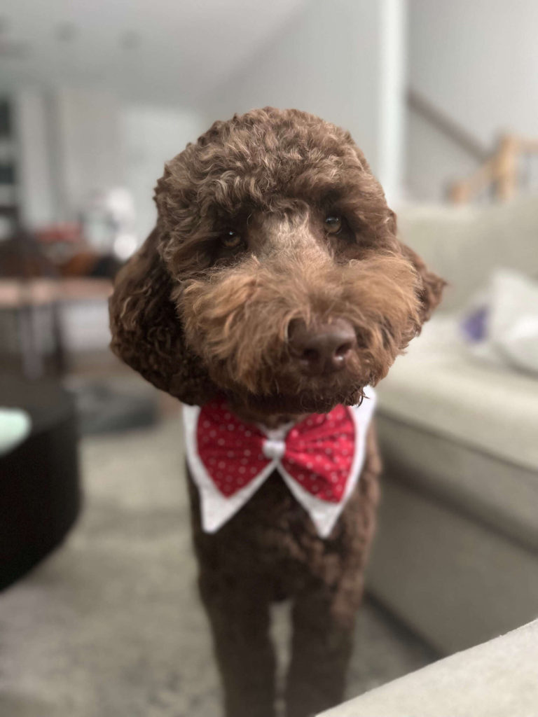 A happy dog in a bowtie